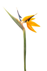 Single crane bird of paradise flower isolated on a white background