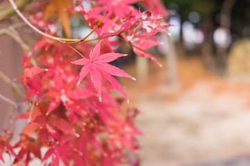 Red leaves in autumn,Red maple foliage