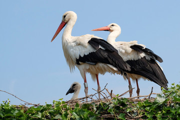 Storchfamilie im Storchennest