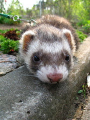 Ferret