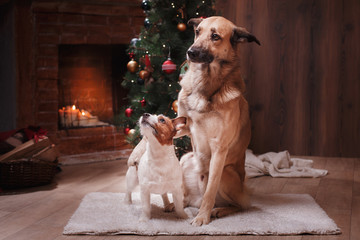 Group of breed dogs, company of dogs on holiday