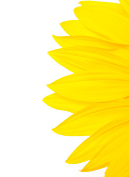 isolierte Sonnenblume