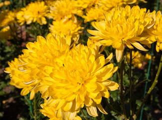 Bright yellow chrysanthemums on a bed in the garden
