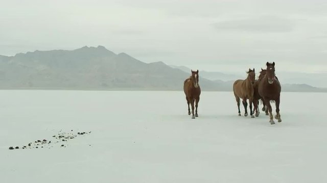 Horses running across salt flats.