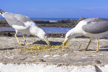 エッサウィラの海鳥