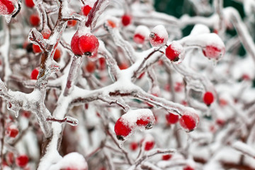 Frozen rose hips on bush