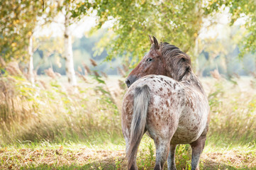 Fototapeta premium Portrait of beautiful appaloosa horse looking back in summer