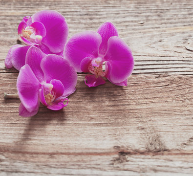 Pink orchid flowers on a wooden background