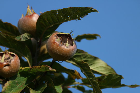 Mespilus germanica echte Mispel