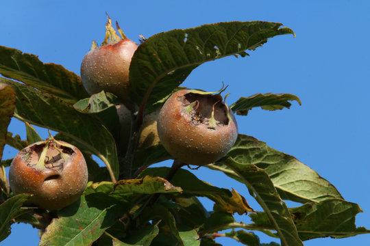 Mespilus germanica echte Mispel