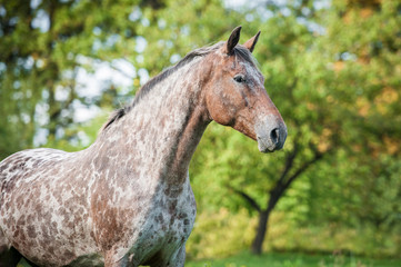 Fototapeta na wymiar Portrait of beautiful appaloosa horse in summer