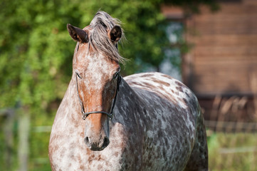 Portrait of beautiful appaloosa horse in summer