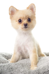Pomeranian ala Little Bear Hair Cut