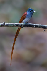 Close up portrait of male Asian paradise flycatcher (Terpsiphone paradisi)