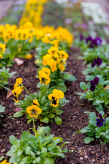 Yellow Flower on Ground
