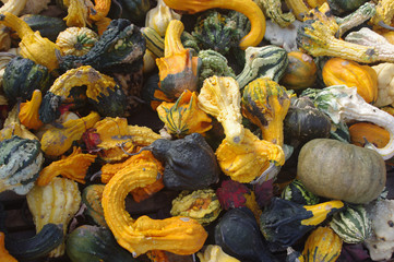 pile of different kind of fall gourds