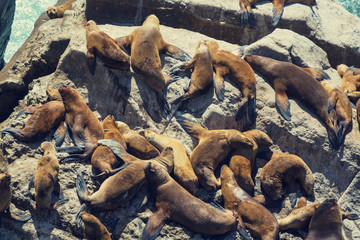 Sea lions