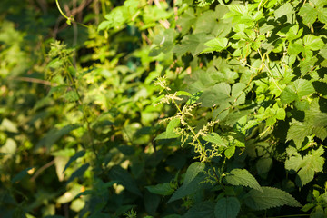 Stinging nettle plant