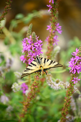 beautiful  butterfly on a flowers
