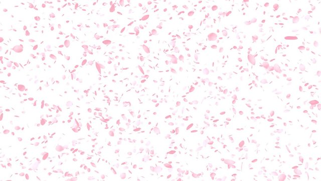 Cherry Blossoms, Pink Flower Petals, Seamless Loop (with Alpha Channel)