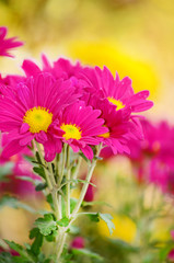 Obraz premium beautiful pink chrysanthemums flowers -close up