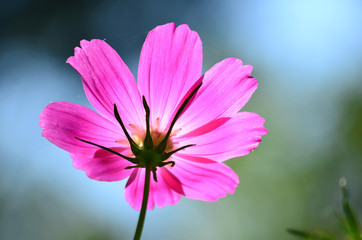 beautiful pink cosmos flowers on a sky background - close up