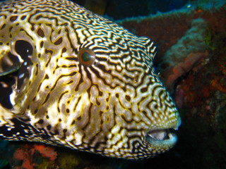 Obraz premium Kugelfisch