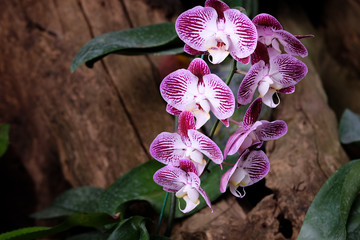 Purple orchids in the garden / Purple orchids blossom in the garden