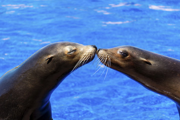 Fototapeta premium Portret całuje morskiej foki w pobliżu basenu z wodą.
