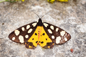 Fototapeta na wymiar beautiful black butterfly with white dots