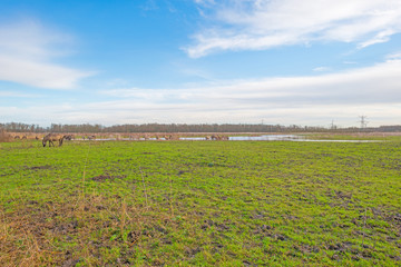 Herd of konik horses in nature in winter © Naj