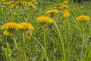 Yellow flowers dandelions