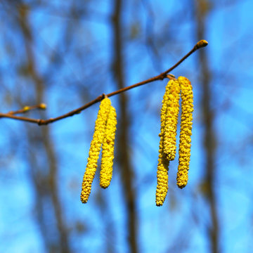 Winter und Fr&uuml;hjahr - Pollen, Pollenflug - bl&uuml;hende Haselnuss - Haselk&auml;tzchen, Belastung f&uuml;r Allergiker, Allergie durch Bl&uuml;tenpollen, Luftverschmutzung durch Pollenbelastung