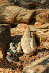 Chickens, chicks,animal