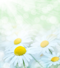 Summer gentle background with red blooming daisies