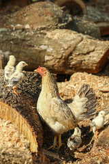Chickens, chicks,animal