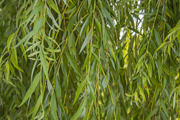 branches of the weeping willow