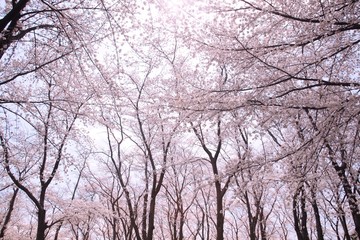 Sakura full bloom