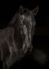Black latvian horse - 100040630