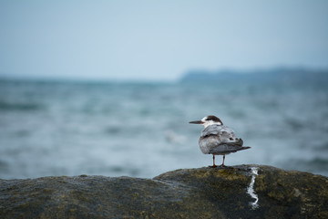 Una golondrina marina está parada en la piedra en la playa.