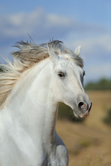 Obraz na płótnie Canvas White andalusian stallion