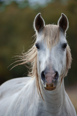 White camargue horse - 100040662