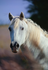 Portrait of a wild camargue horse