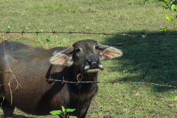 Buffalo, Buffalo Thailand,animal