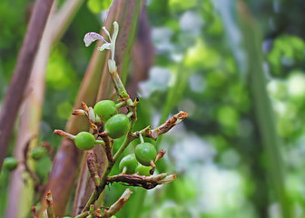 Green and unripe cardamom pods and flower in plant in Kerala, India. Cardamom is the third most...