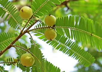 Fruits of Indian gooseberry (Phyllanthus emblica). Also called aamla in Hindi. Indian gooseberry is an essential ingredient of traditional Indian Ayurvedic (herbal) medicines. © JoseMathew