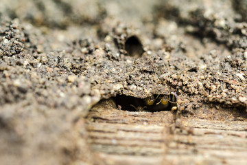 Close up termite (selective focus)