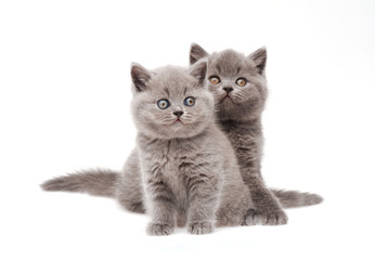 Two little british kittens - 100041296