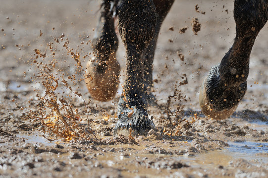 Horse's legs