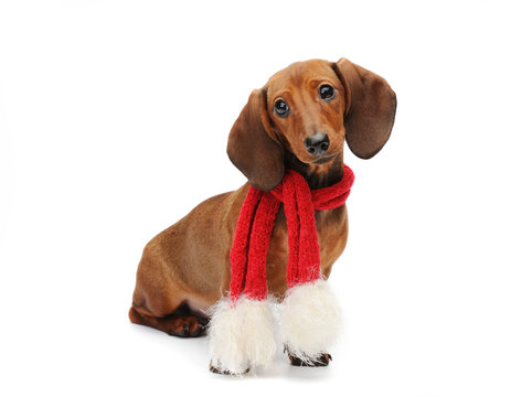 dachshund puppy with a christmas scarf